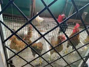 Fram Chicken