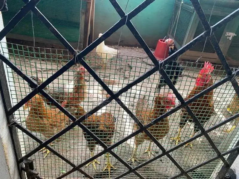 Fram Chicken