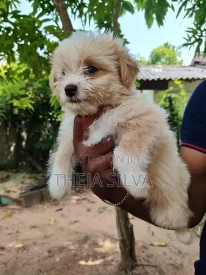 Shih Tzu Puppy