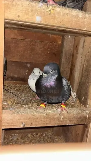 Pigeon