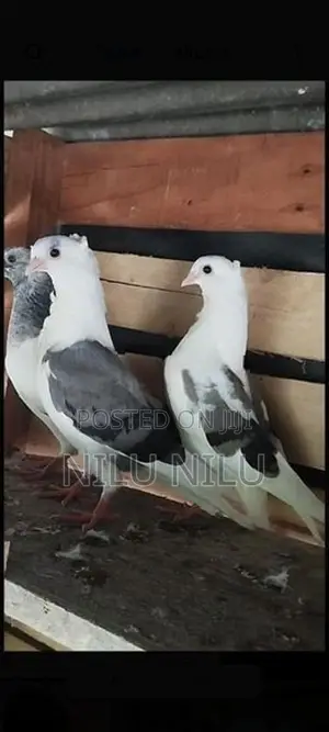 German Owl Pegion