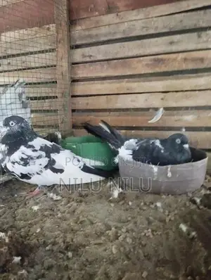 Black Pakistan Pigeon