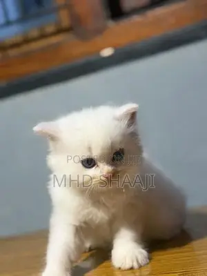Persian White Kitten