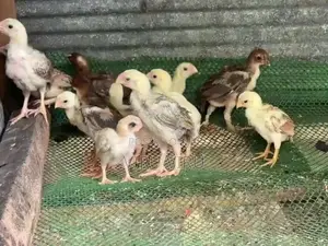 Parrot Beak Birds