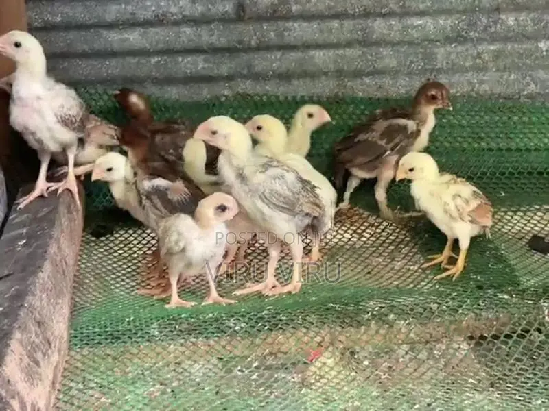 Parrot Beak Birds