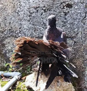 Fantail Pigeon