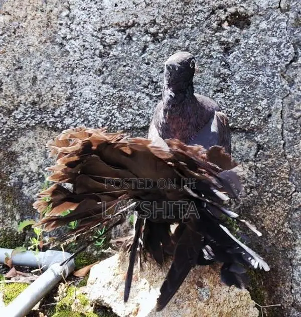 Fantail Pigeon