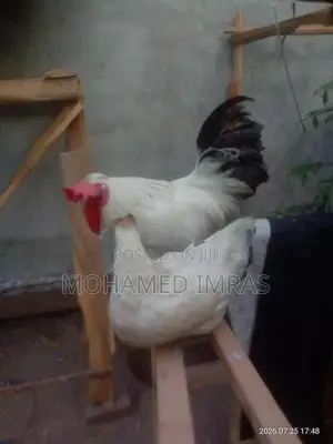 Ben 10 Hen