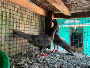 Pigeons