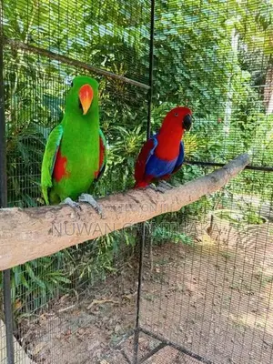 Eclectus Bird