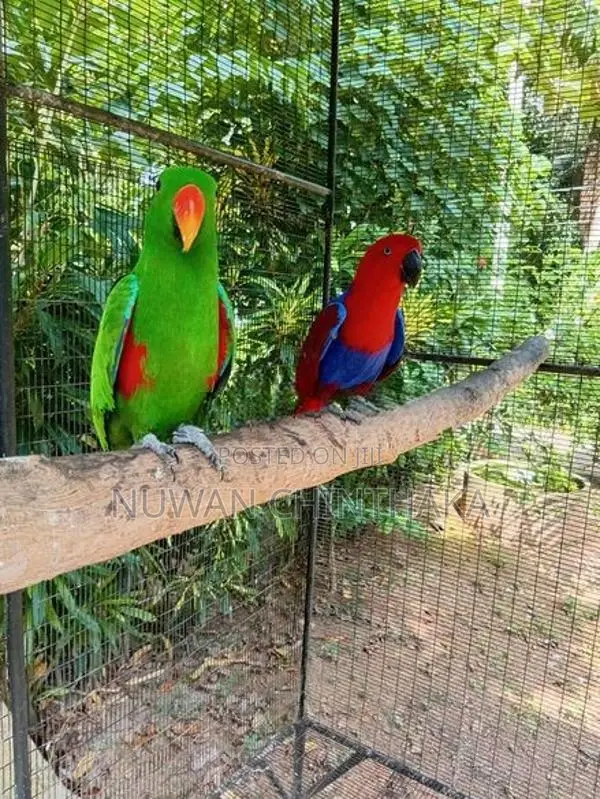 Eclectus Bird