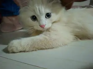 Persian White Cat