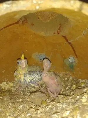 Cocktail Bird
