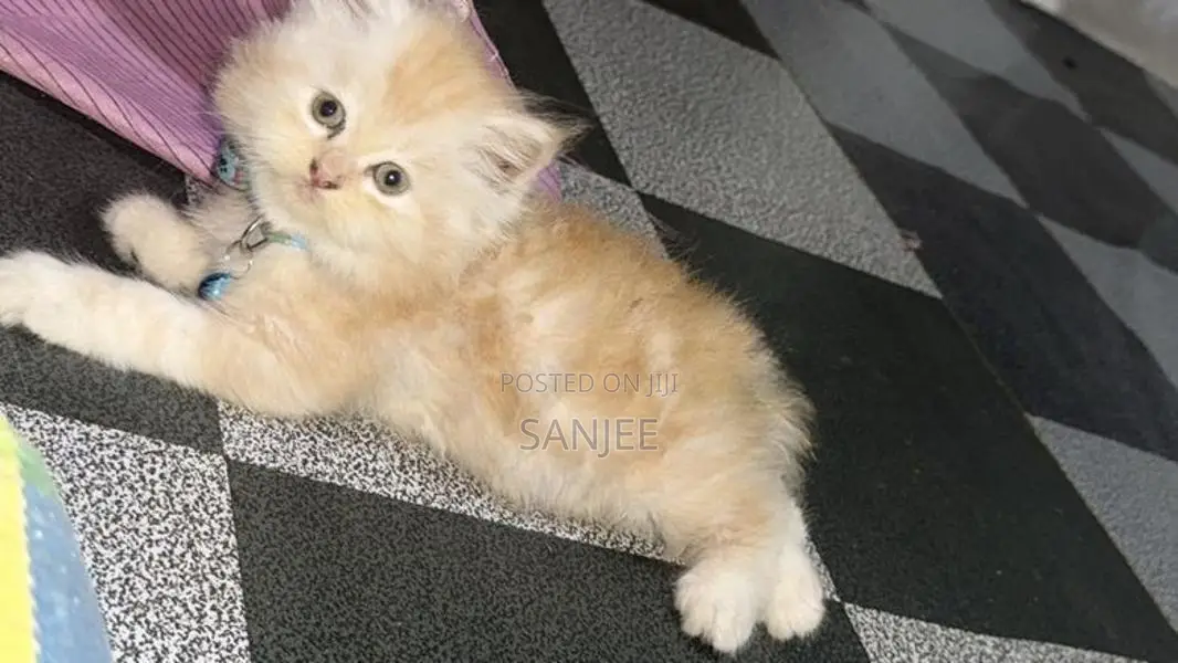 Persian Kittens