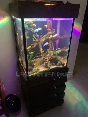 Fish Tank