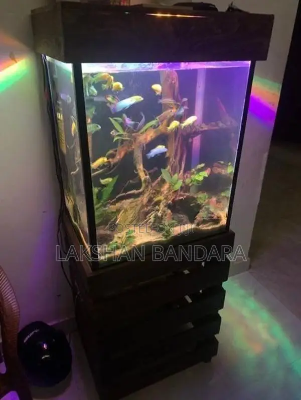 Fish Tank