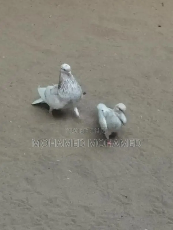 Pigeon