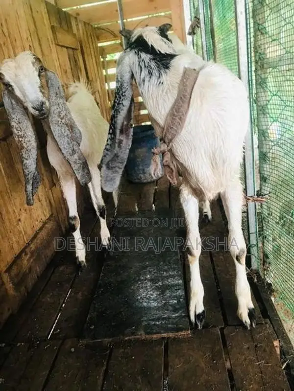 Jamunapari Kanpulli Goats