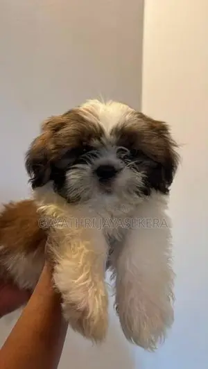Shih Tzu puppy