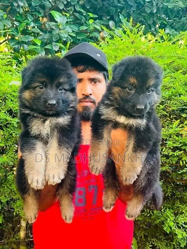 German Shepherd Long Coat Puppies