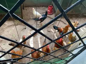 Fram Chicken