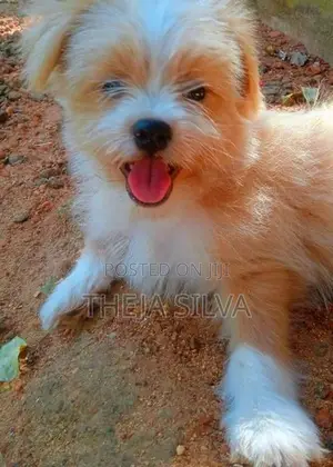 Shih Tzu Puppy