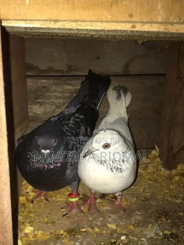 Pigeon