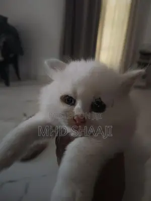 Persian White Kitten