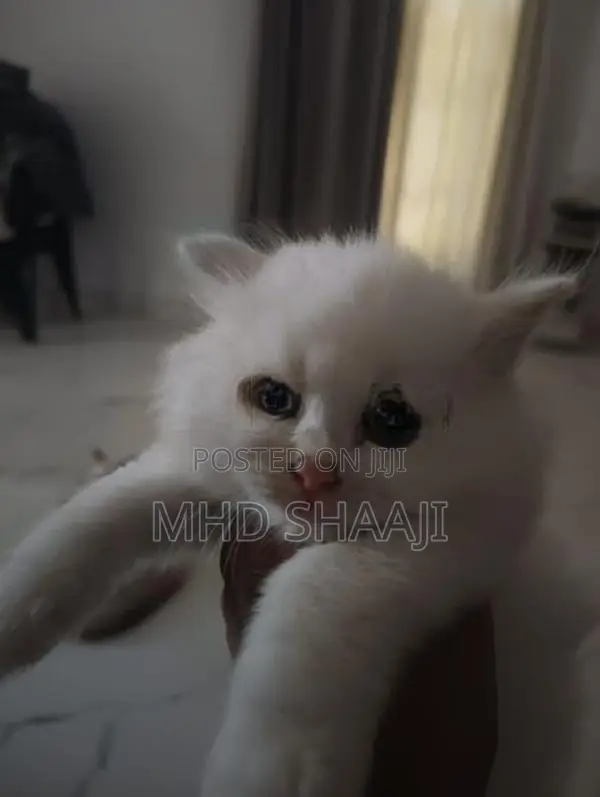 Persian White Kitten