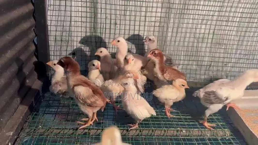 Parrot Beak Birds