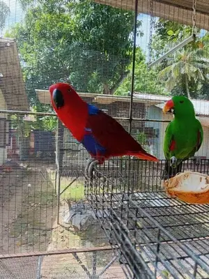 Eclectus Bird