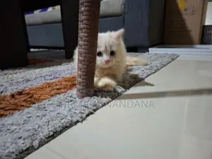 Persian White Cat