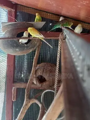 Cocktail Bird