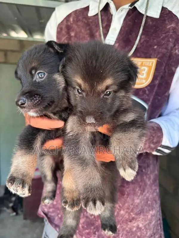Germen Shepherd