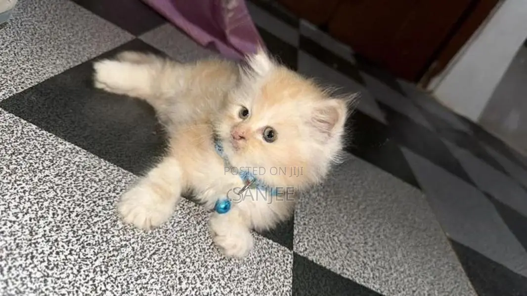Persian Kittens