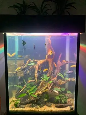 Fish Tank
