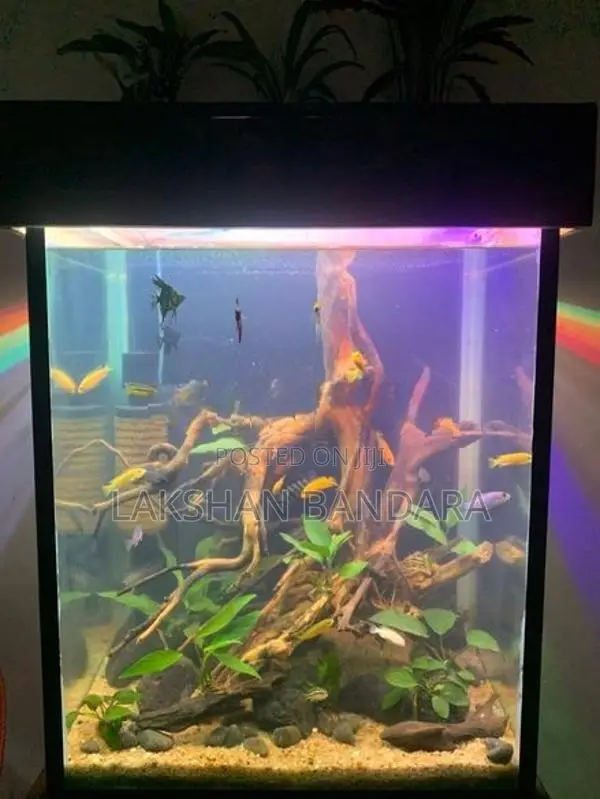 Fish Tank
