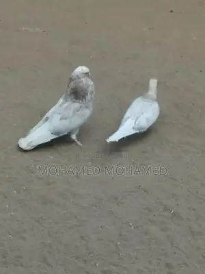 Pigeon