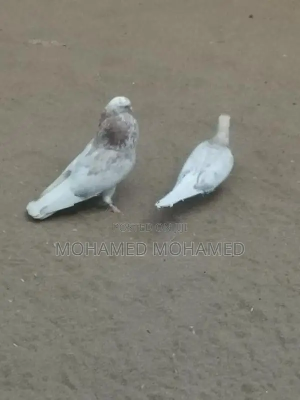 Pigeon
