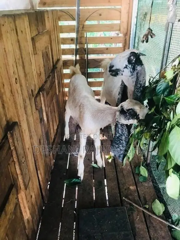 Jamunapari Kanpulli Goats