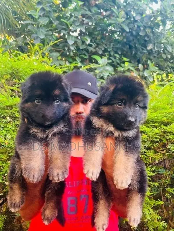 German Shepherd Long Coat Puppies