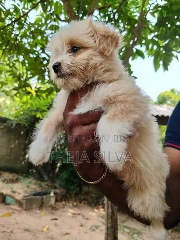 Shih Tzu Puppy