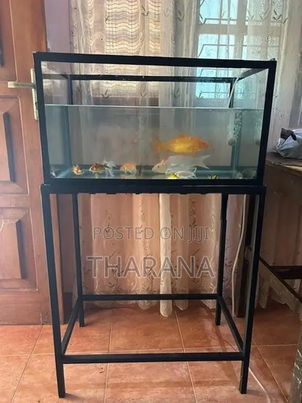 2 Feet Fish Tank