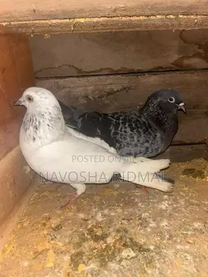 Pigeon