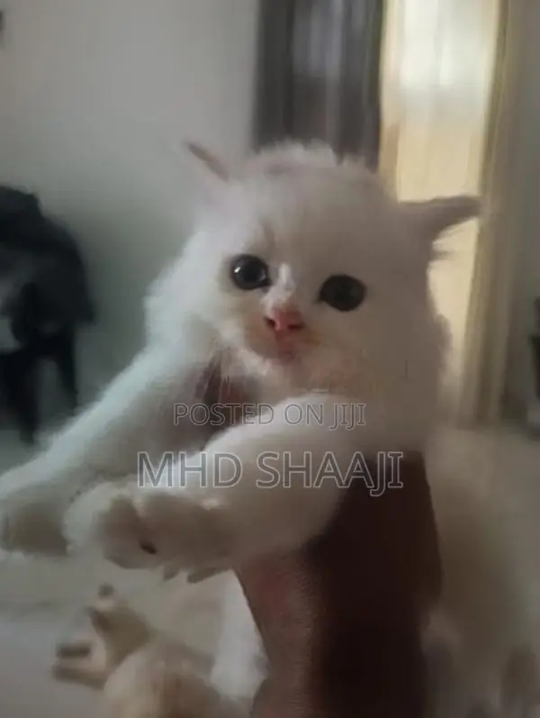 Persian White Kitten