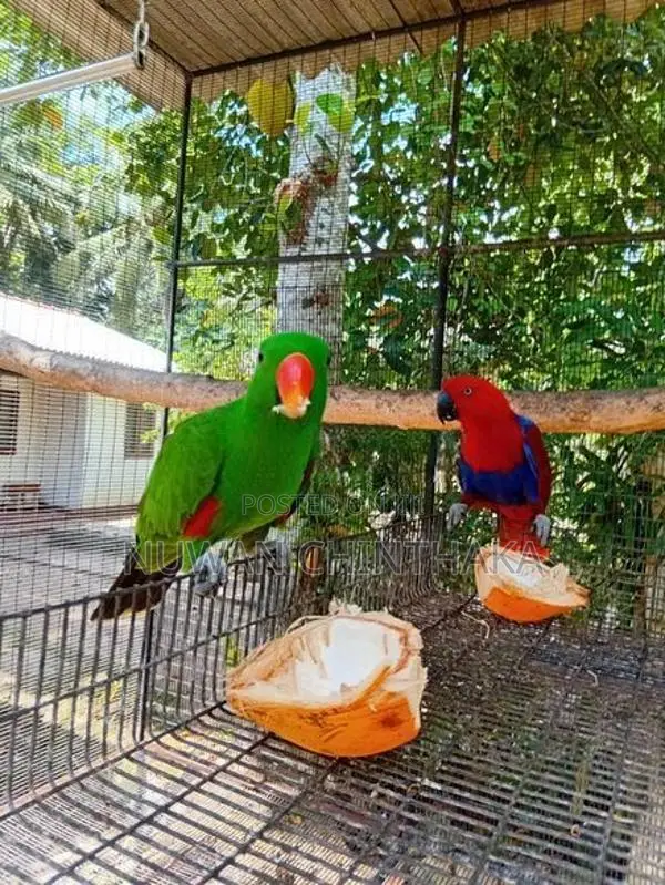 Eclectus Bird