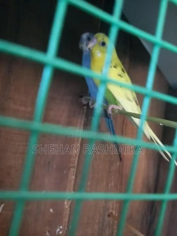 Cocktail Bird