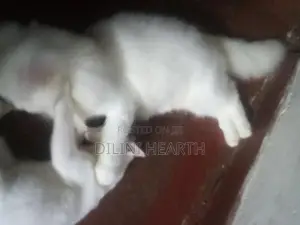Persian Cat
