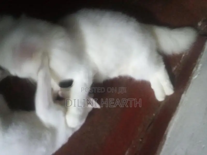 Persian Cat