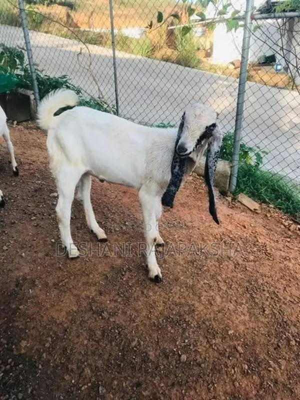 Jamunapari Kanpulli Goats